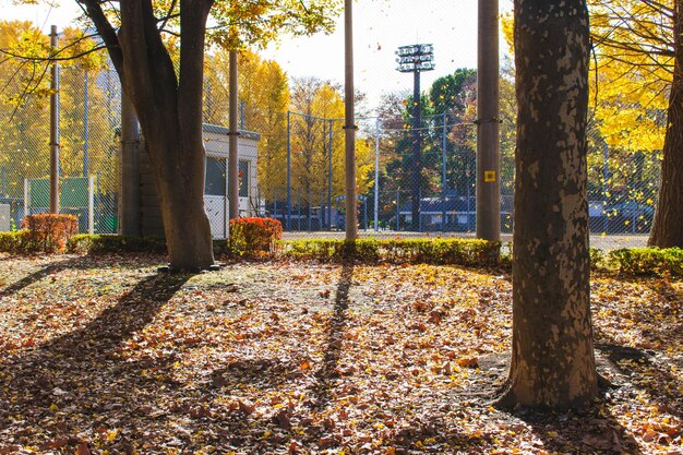 Foto alberi nel parco