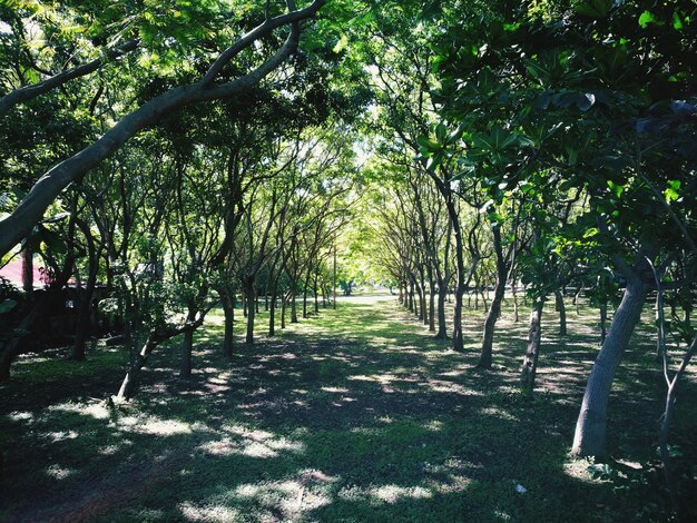 Trees in park