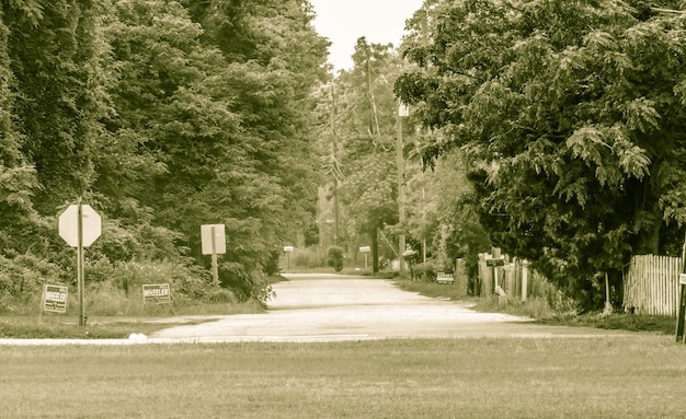 Foto alberi nel parco