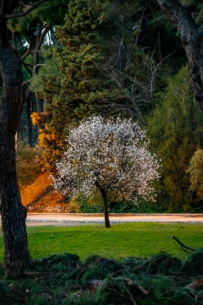 Foto alberi nel parco