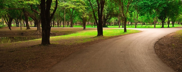 Trees in park