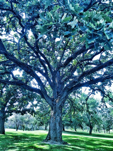 Photo trees in park