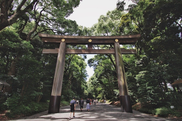 公園の木々