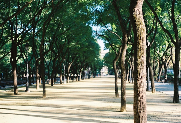 공원 에 있는 나무 들