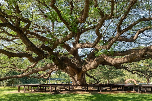 Trees in park