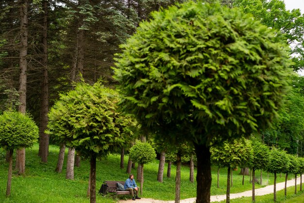 Photo trees in park