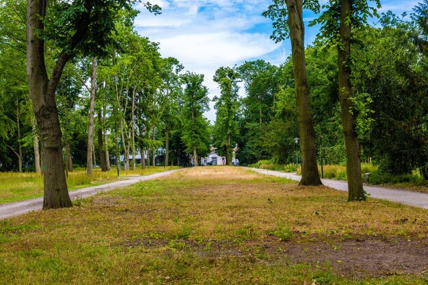 Trees in park