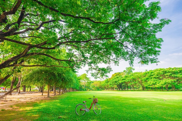 Photo trees in park