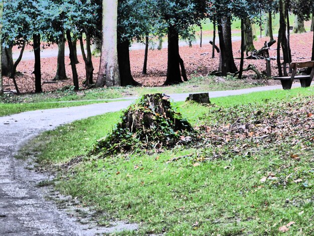 Foto alberi nel parco