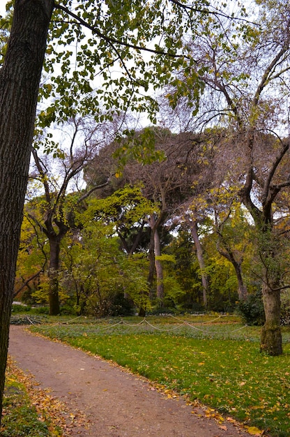 Photo trees in park