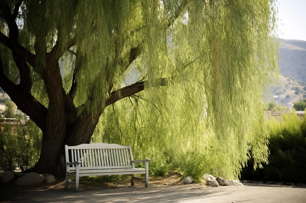 Foto alberi nel parco