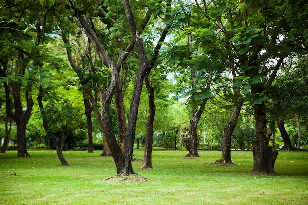 公園の木々。