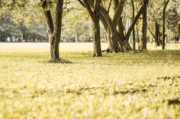 Photo trees of parks on sunny days vintage tone beautiful nature background