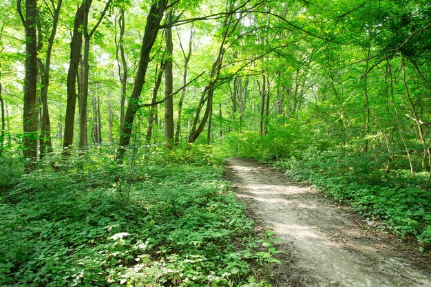 trees and pathwalk in natural park