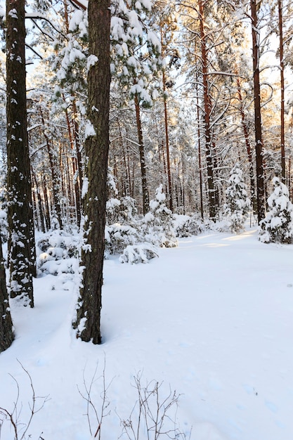 Gli alberi fotografati in una stagione invernale.