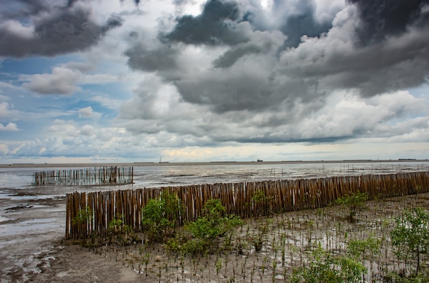 Trees planted in the sea at Bang Pu in Samut prakan. 