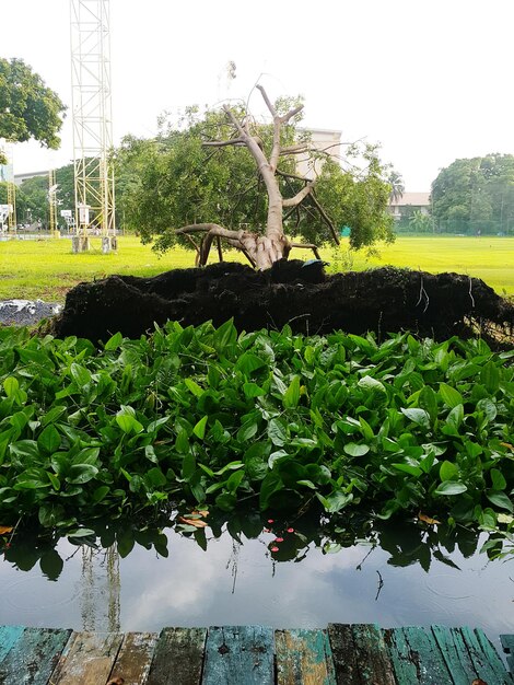 Trees and plants on field against sky