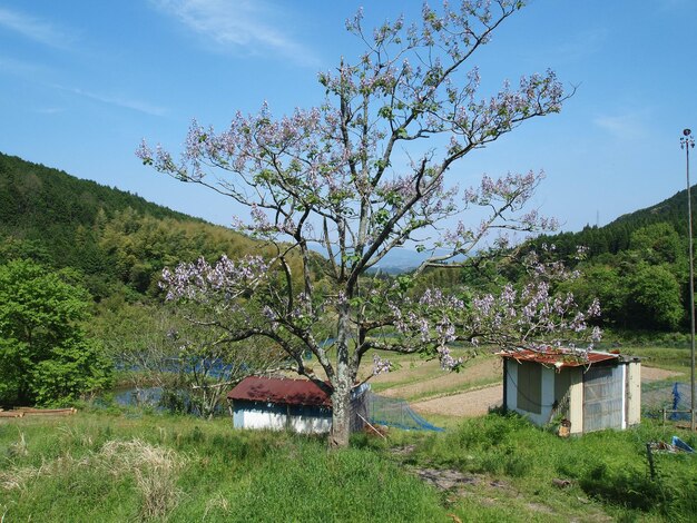 Trees and plants on field by house against sky