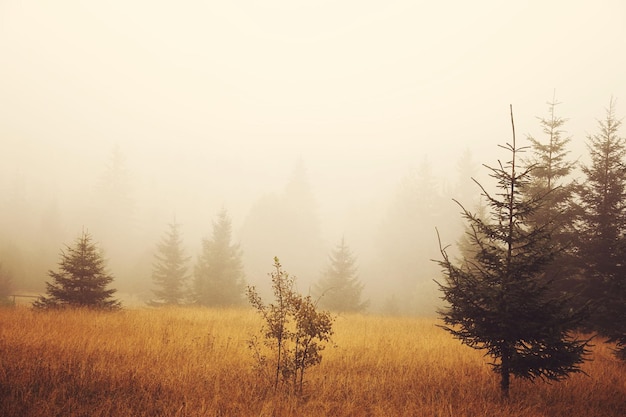 trees and plants on field in foggy weather