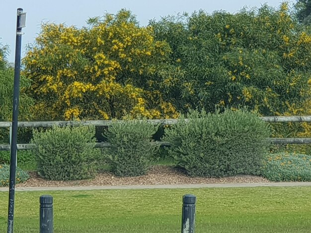 Trees and plants on field