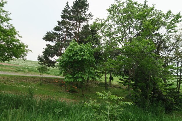 Trees and plants on field