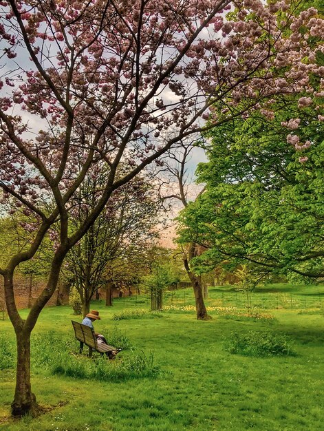 Foto alberi e piante sul campo