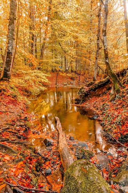 Foto alberi e piante nella foresta durante l'autunno