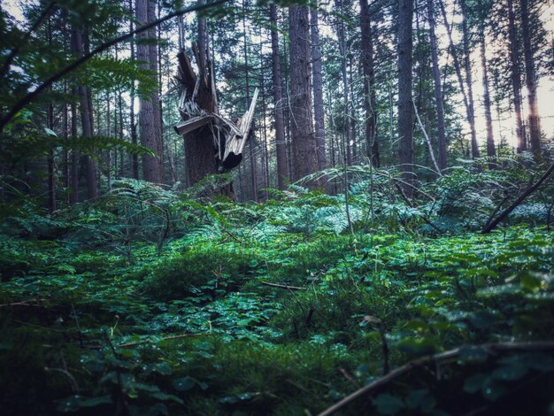 Photo trees and plants in forest