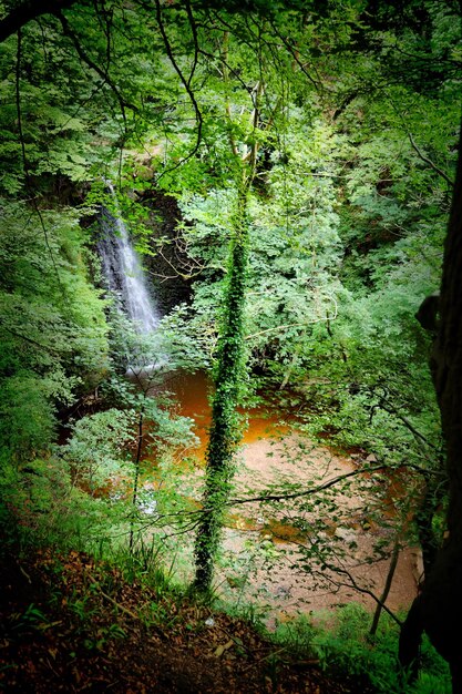 Trees and plants in forest