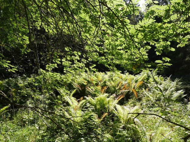 Trees and plants in forest