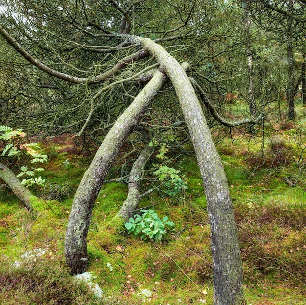 遠く離れた田園地帯の森や森の中で地面に向かって斜めに生えている樹木植物や草緑の自然保護における野生のモミ松杉やトウヒ広葉樹の風景