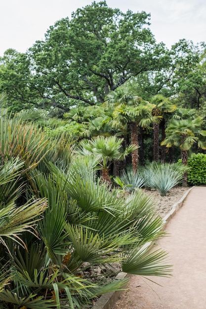 Trees and plants growing In Botanical Garden Crimea