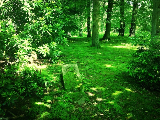 Foto alberi e piante che crescono sul campo del parco