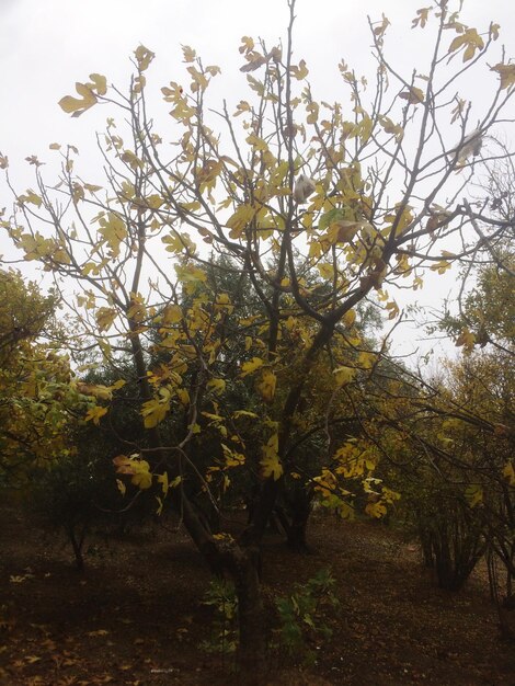 Photo trees and plants growing on field