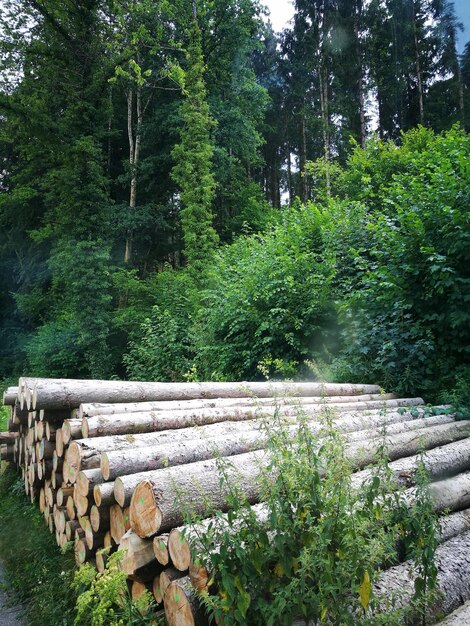 Trees and plants growing in forest