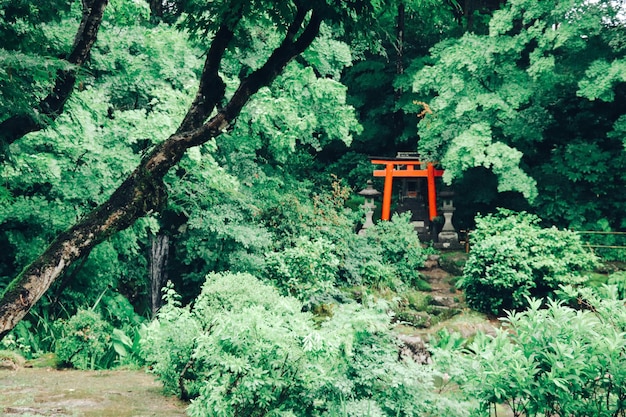 Trees and plants growing outside building in forest