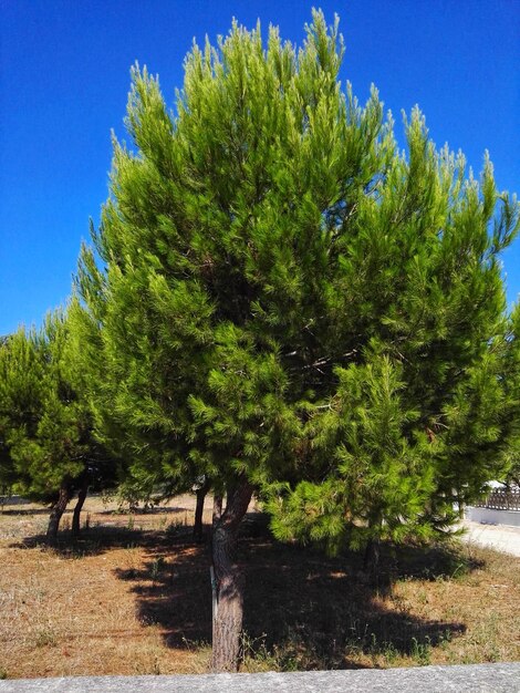 Trees and plants growing on road against sky