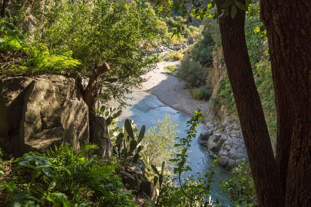 Foto alberi e piante che crescono sulla roccia