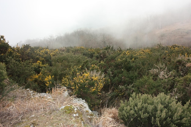 Photo trees and plants on land against sky