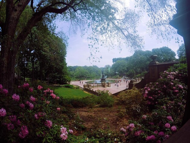 Trees and plants in park against sky