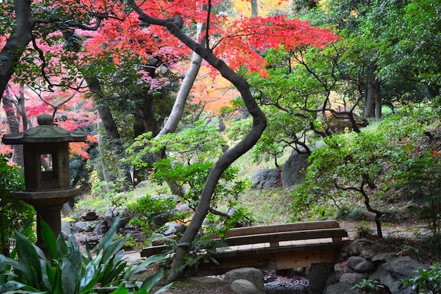 Photo trees and plants in park during autumn