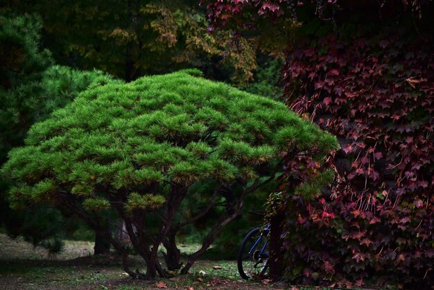 Photo trees and plants in park