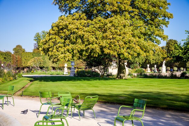 Foto alberi e piante nel parco