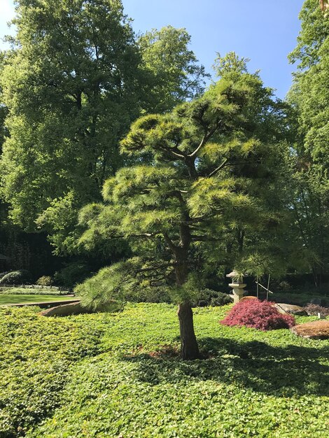 Foto alberi e piante nel parco