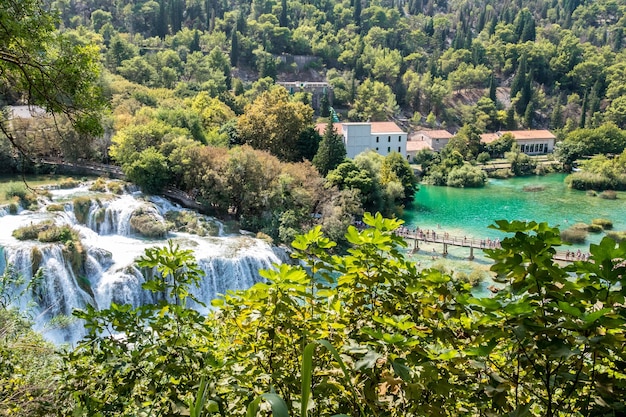 Foto alberi e piante in mare