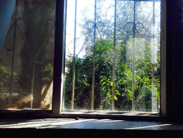 窓から見える木や植物