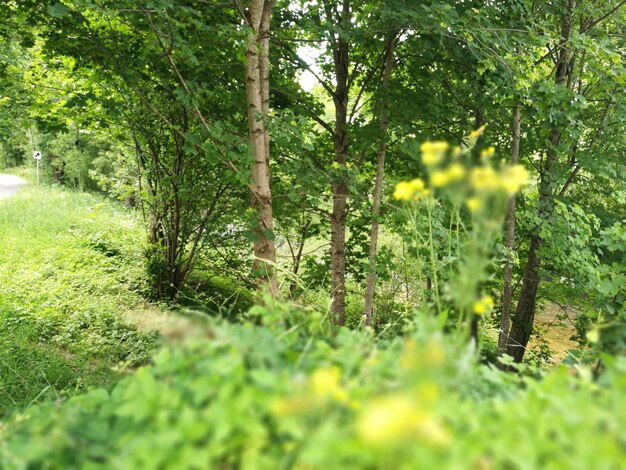 Trees and plants