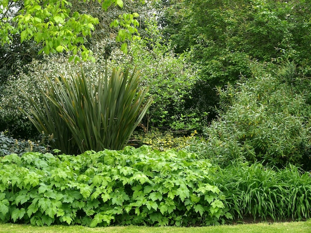 Trees and plants