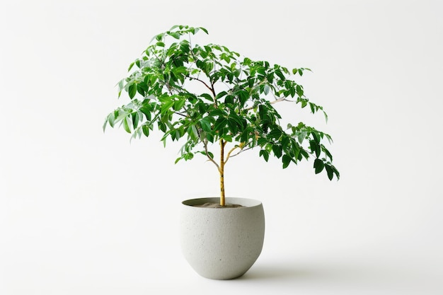 Trees in pots inside the house white background image