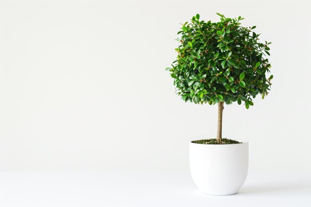 Trees in pots inside the house white background image